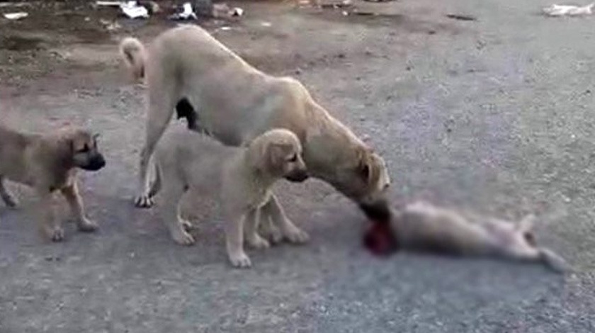 Şahit olan herkes öylece bakakaldı