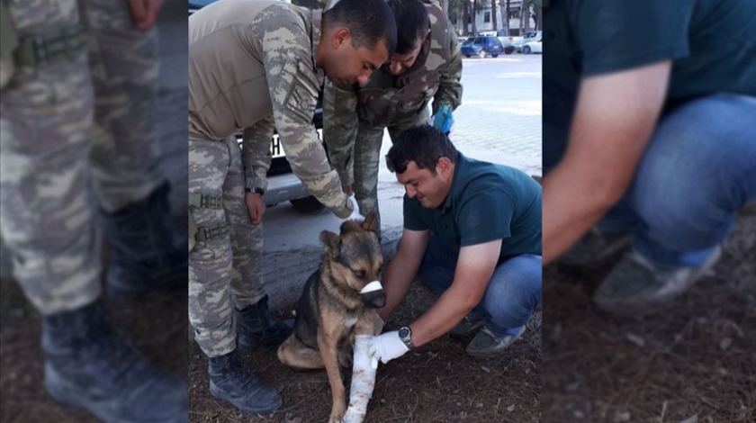 Mehmetçikten Rasulayn'da yaralı köpeğe şefkat eli