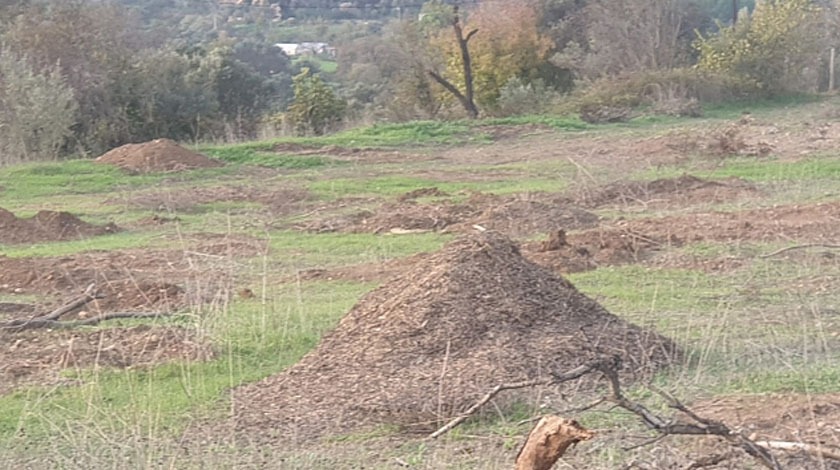 Urla da zeytin katliamına MHP sessiz kalmadı