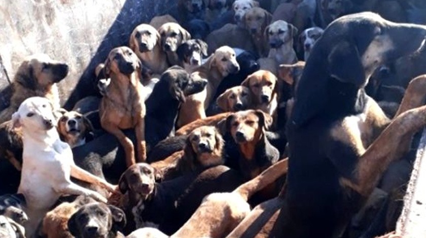 Bir kamyon dolusu köpek yakalandı