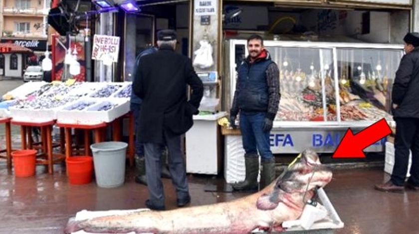 Görenler şaşırıyor! 2 metre uzunluğunda