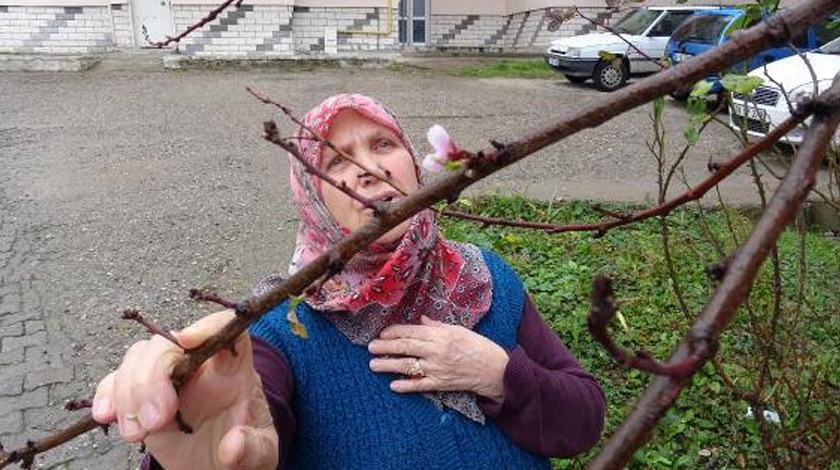 Şaşırtan görüntü! Bu mevsimde çiçek açtı