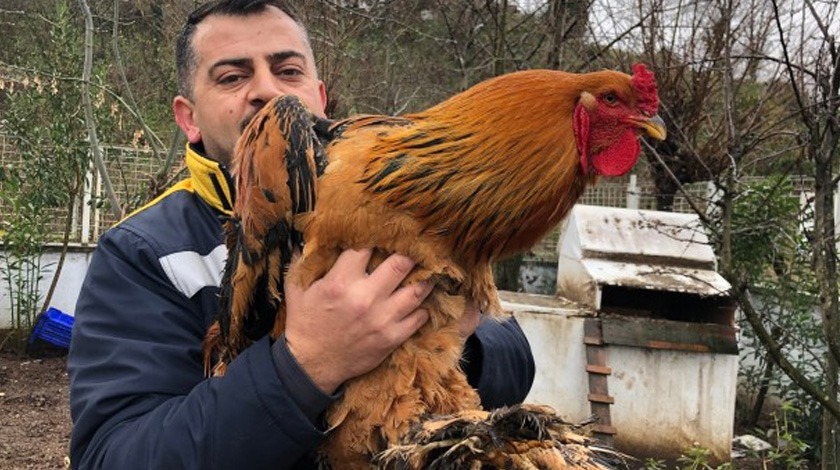 Bu horoz görenleri şaşırtıyor