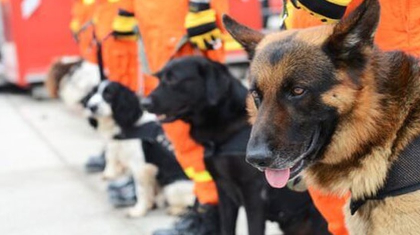 Koronavirüsü için köpekler kullanılacak