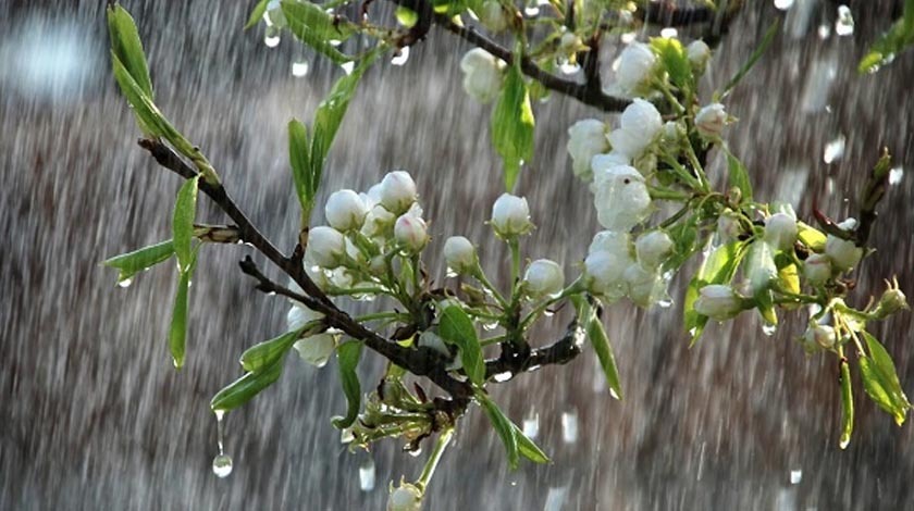 Peygamber Efendimizin tavsiyesi nisan yağmurları başladı