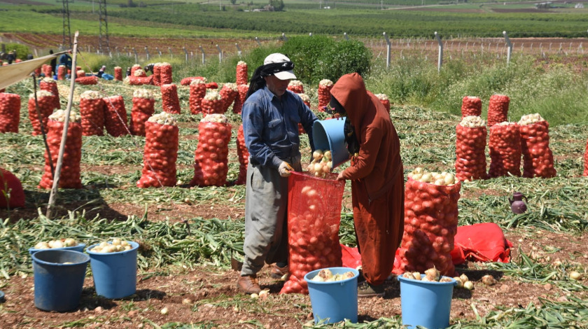 Adana'da soğan hasadı başladı