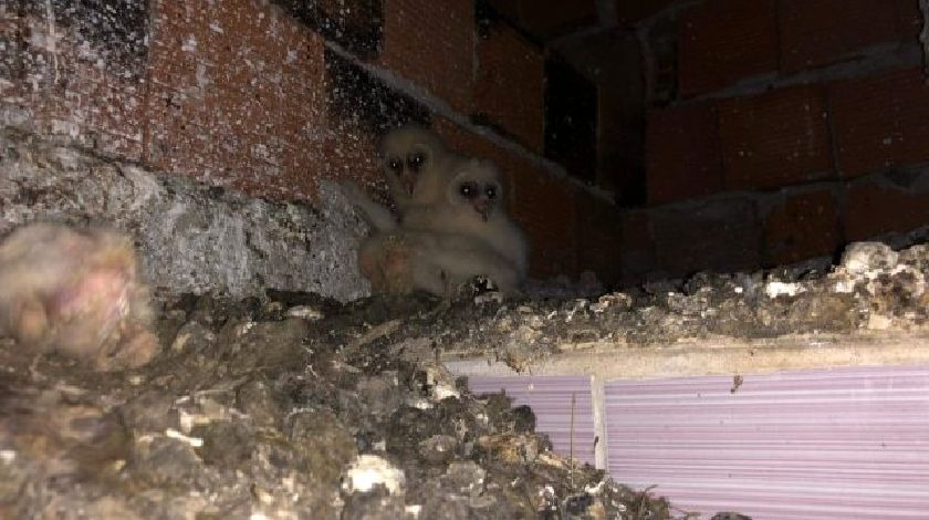 Korkutan sesin kaynağını görünce şaşırdı