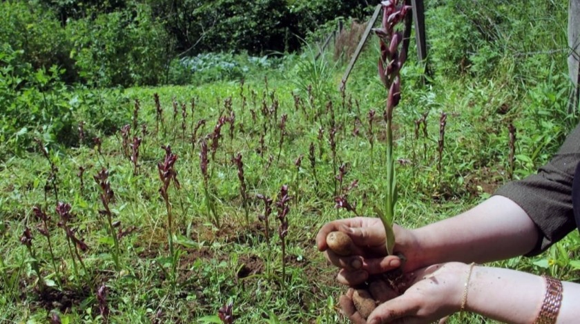 Giresun'da ilk kez üretildi! Kilosu bin 400 lira