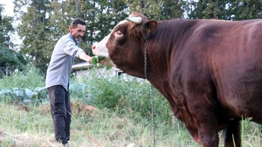 1,8 tonluk 'Kocaman' alıcısını bekliyor