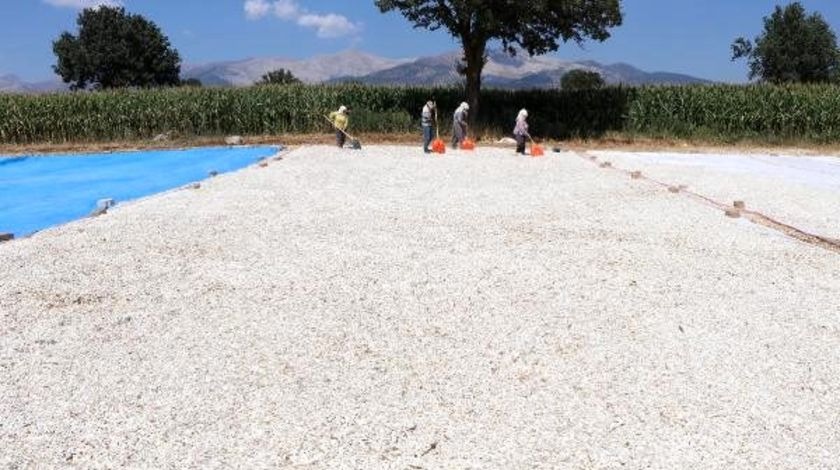 Fiyat da kalite de iyi! Üreticinin yüzü gülüyor