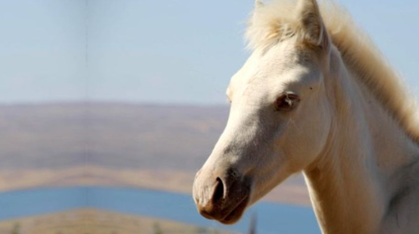 Kars'ta dünyaya geldi! Görenler şaşırıyor