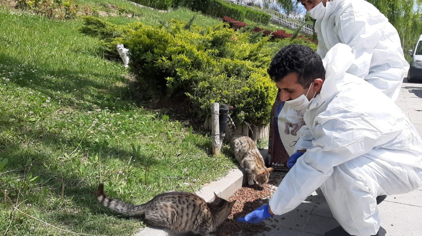 Etimesgut Belediyesi, pandemide sokak hayvanlarını da unutmuyor