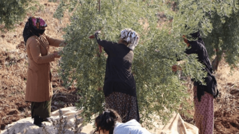 Şırnak'ta zeytin hasadı heyecanı başladı