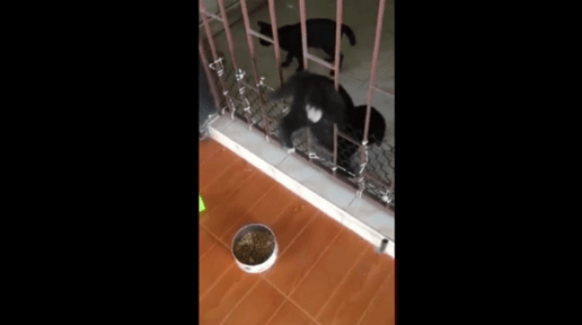 Köpeğin imdadına kedi yetişti