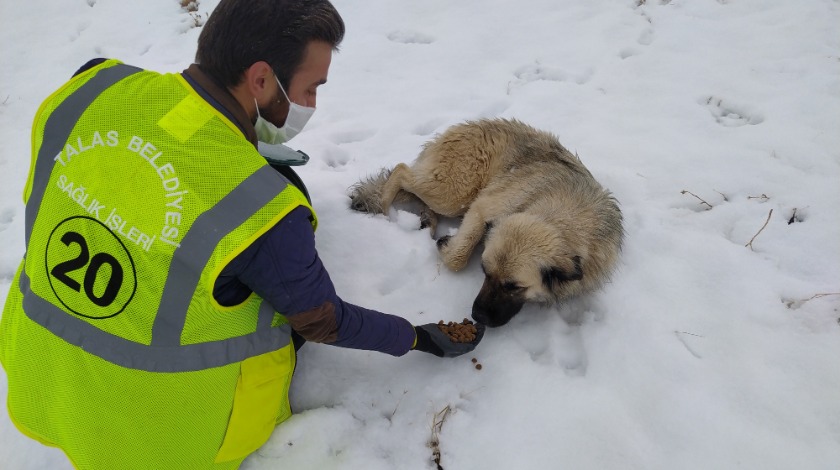 Talas'ın sokak hayvanları özel ekibi