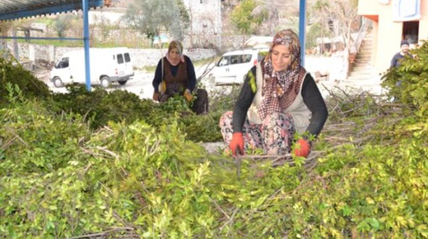 Yeni geçim kaynağı! 10 gramı 25 TL