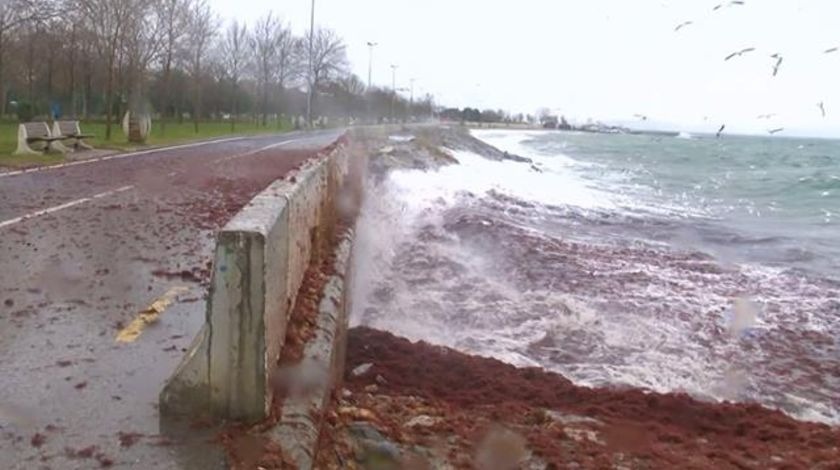 Görüntüler İstanbul'dan! Kıyıya vurdular