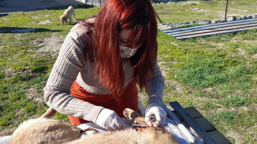 Yaralı köpeğe, Buldan Belediyesi sahip çıktı  