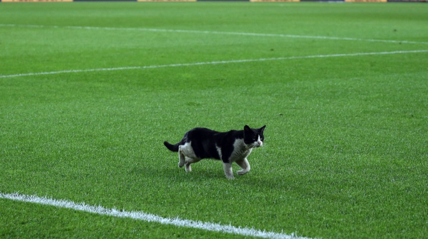 Kadıköy’de sahaya kedi girdi