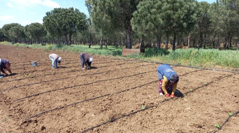 Silivri Belediyesi 50 bin adet sebze meyve fidesi ekti