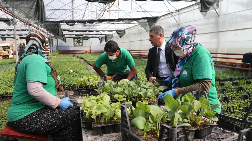 Gölbaşı Belediyesi vatandaşlara fide dağıtacak