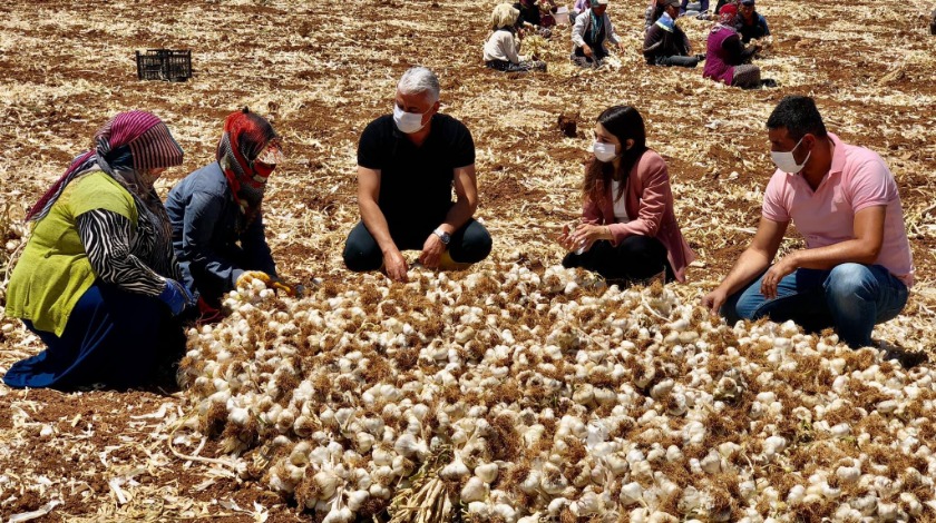 Oğuzeli'nde sarımsak hasadı