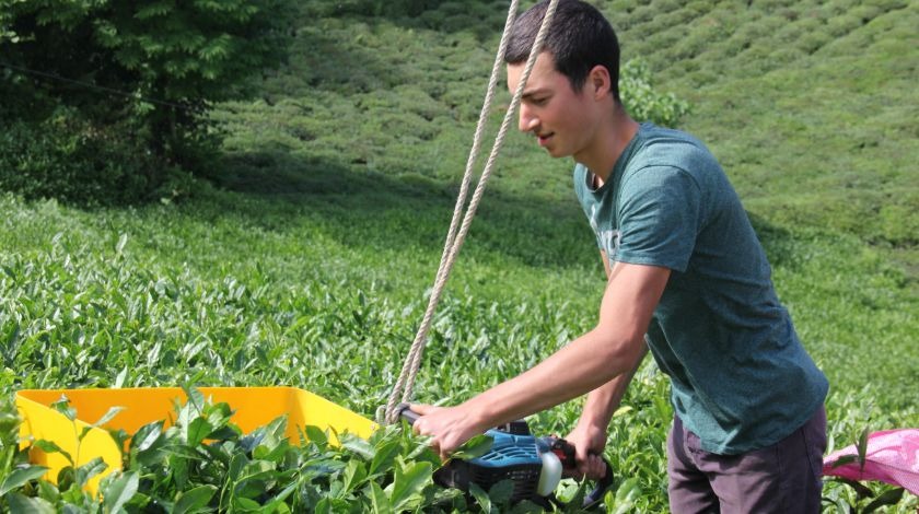 Rizeli genç kıvrak zekası ile çay toplamayı kolaylaştırdı