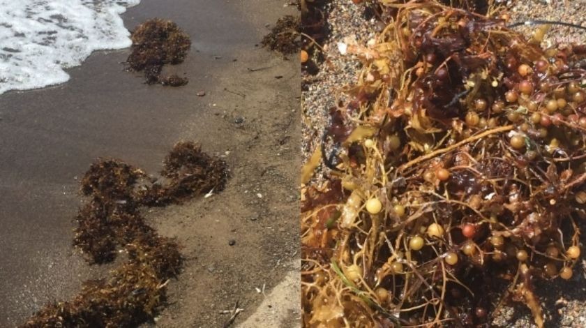 Sargassum nedir, zararları nelerdir? Müsilajın ardından Sargassum tehlikesi!