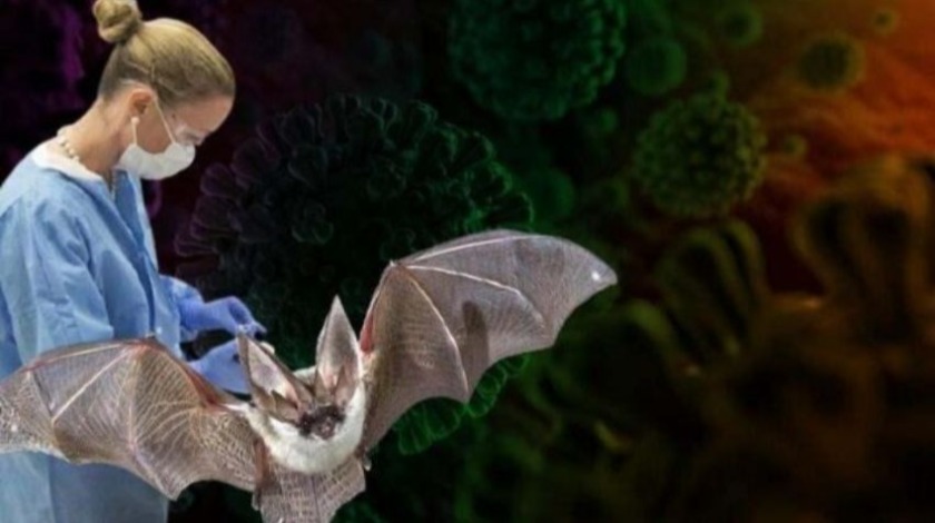 Nipah virüsü alarmı: Bulaşıcı ve öldürücü