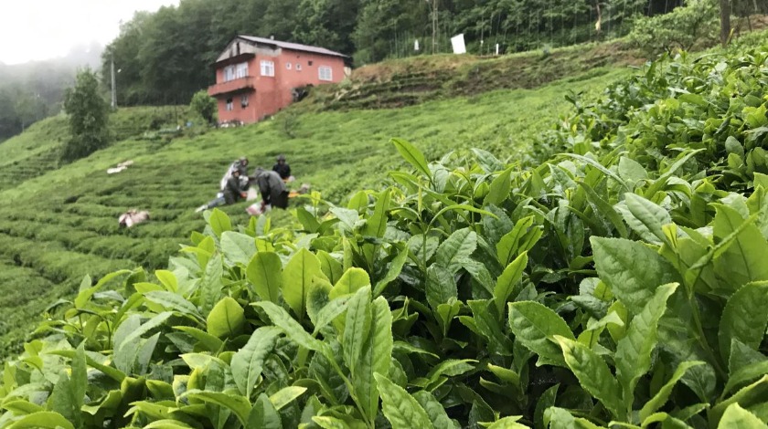 Selden etkilenen yaş çay fabrikaları üretime geçti