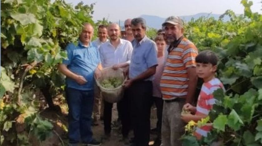 MHP'li Akçay üzüm üreticilerinin sözcüsü oldu