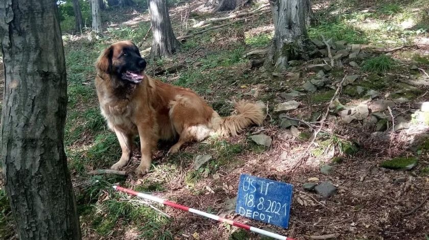 Köpek 14. yüzyıldan beri kayıp hazineyi buldu