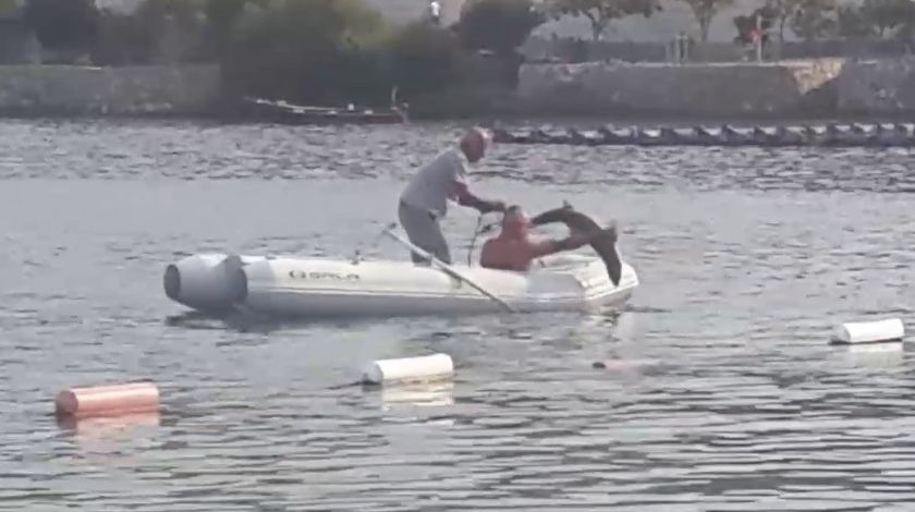 Köpek balığının yardımına koştular