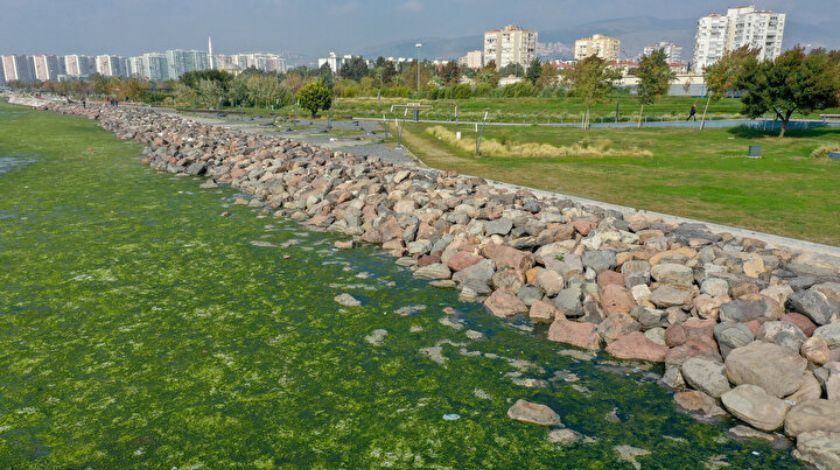 İzmir Körfezi'nde şoke eden görüntü! Her yeri istila etti