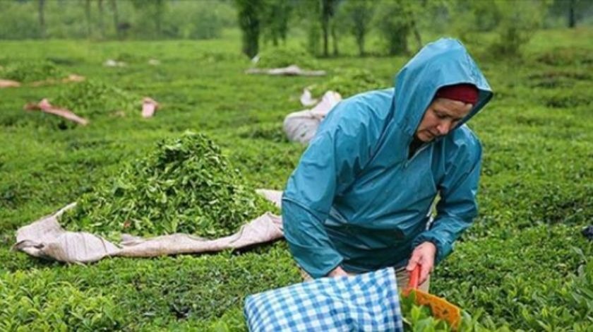 ÇAYKUR 630 işçi alımı başvurusu nereden yapılır? ÇAYKUR 630 işçi alımı başvurusu ne zaman?