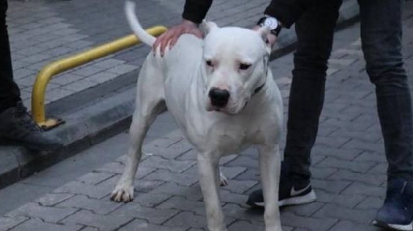 Bir pitbull dehşeti daha! Kavga ettikleri adamın üzerine köpeğini saldı