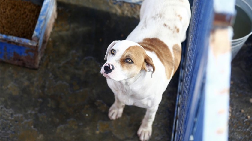 Tehlikeli tür köpekler yuvalarında yaşıyor