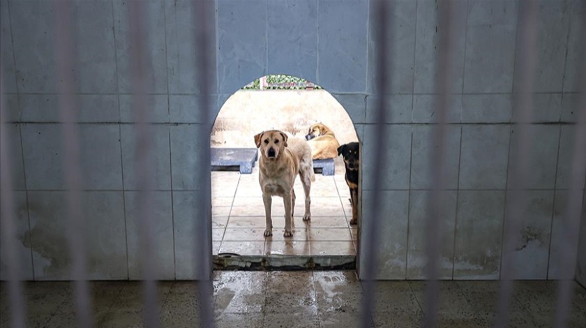 İstanbul'da 6 ayda 9 bin 222 köpek kayıt altına alındı