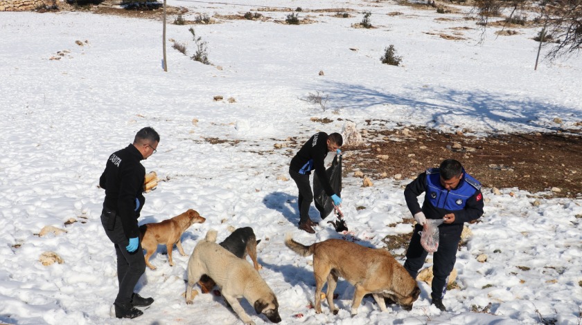 Toroslar Belediyesi karlı bölgelerdeki can dostlarımızı unutmadı