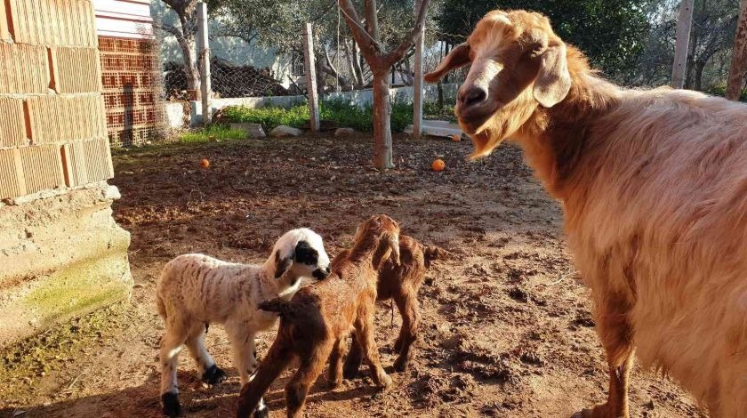 Yavrulardan biri, görenleri şaşırttı