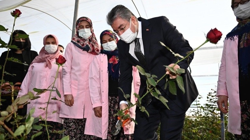 Vali Erdinç Yılmaz, gül hasadı yaptı