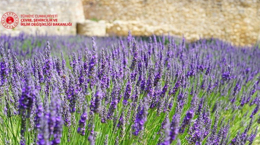 Tıbbi aromatik ve süs bitkisine Hazine desteği Yerli üretim, Hazine taşınmazları ile destekleniyor