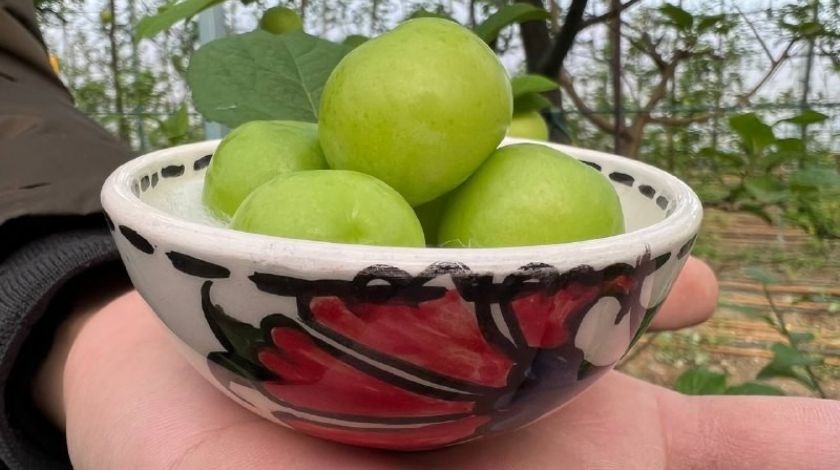 Türkiye'nin en erken hasadını yaptılar! Kilosunu 2 bin liradan Arap şeyhlerine satıyorlar