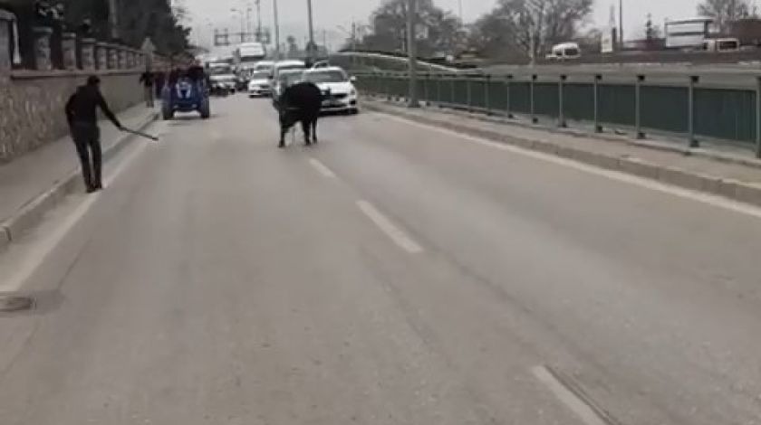 Bursa'da kızgın boğa İspanyol arenasını aratmadı