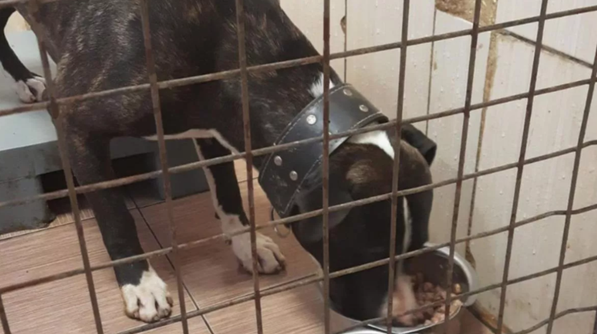 İstanbul'da pitbull saldırısı: Sahibine 14 bin lira ceza kesildi