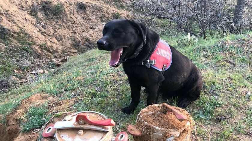 Hainlerden kalleş tuzak! Moçi hemen tepki verdi