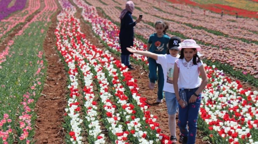 Türkiye'de üretildi... 10'dan fazla ülkeye ihraç ediliyor