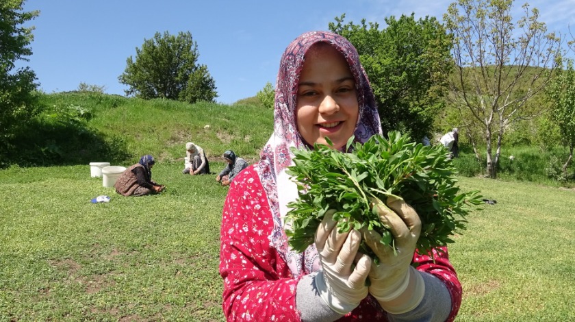 Dağda değil köyde yetişiyor, çiftçinin yüzü gülüyor