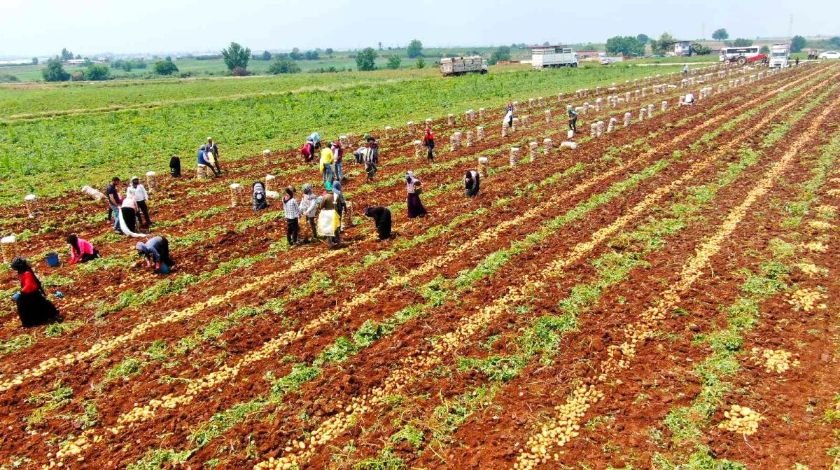 Müjde geldi! Fiyatlar tepetaklak düşecek