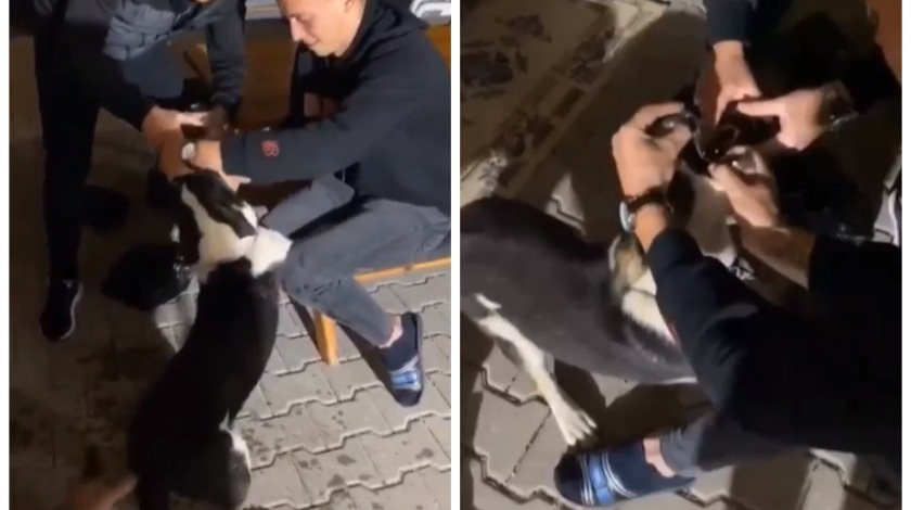 Bursa'da köpeğe alkol işkencesi